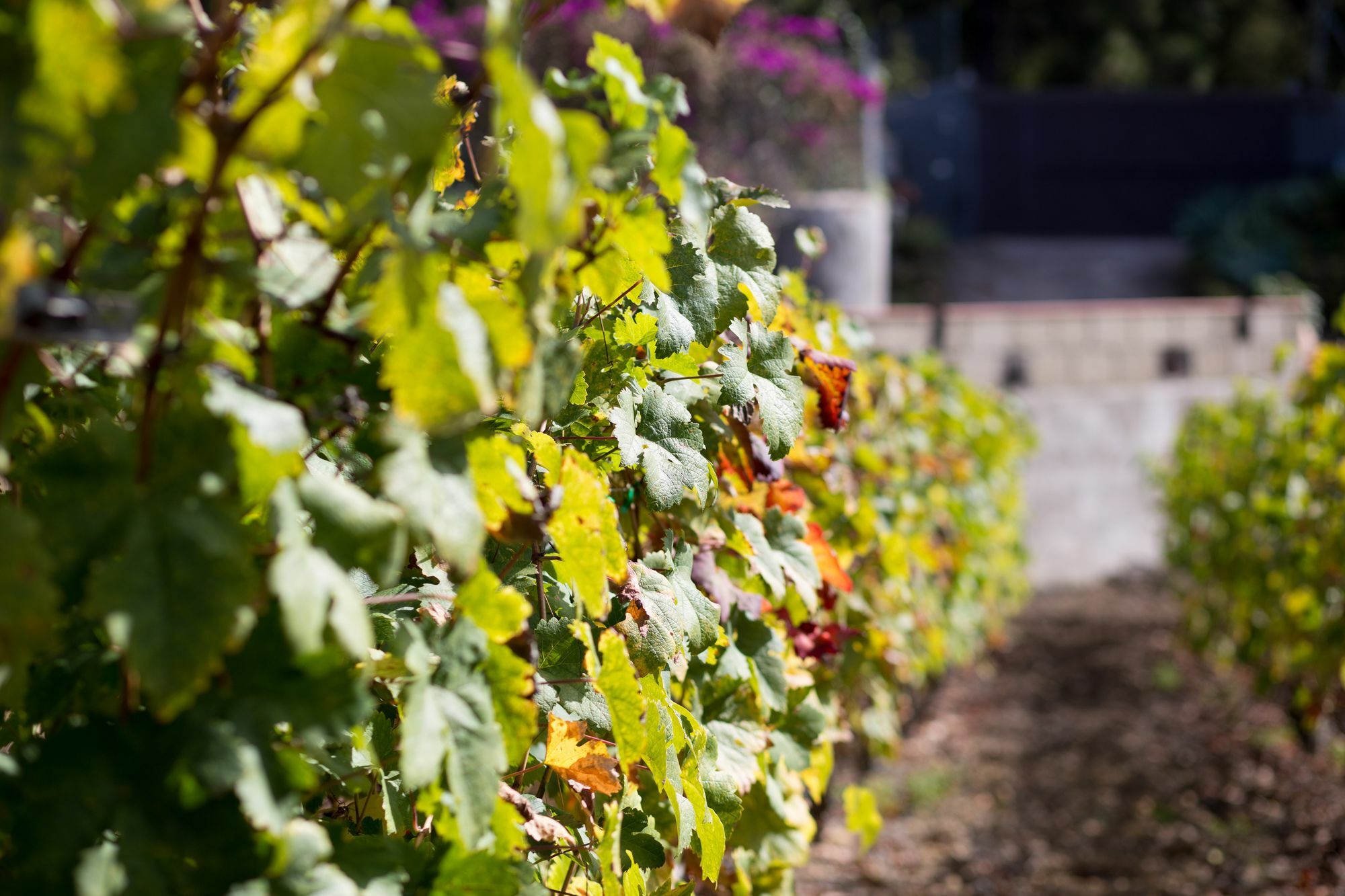Finca Casa Yaya Icod De Los Vinos Dış mekan fotoğraf
