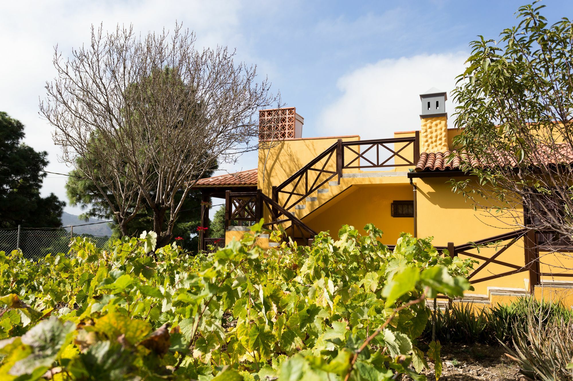 Finca Casa Yaya Icod De Los Vinos Dış mekan fotoğraf